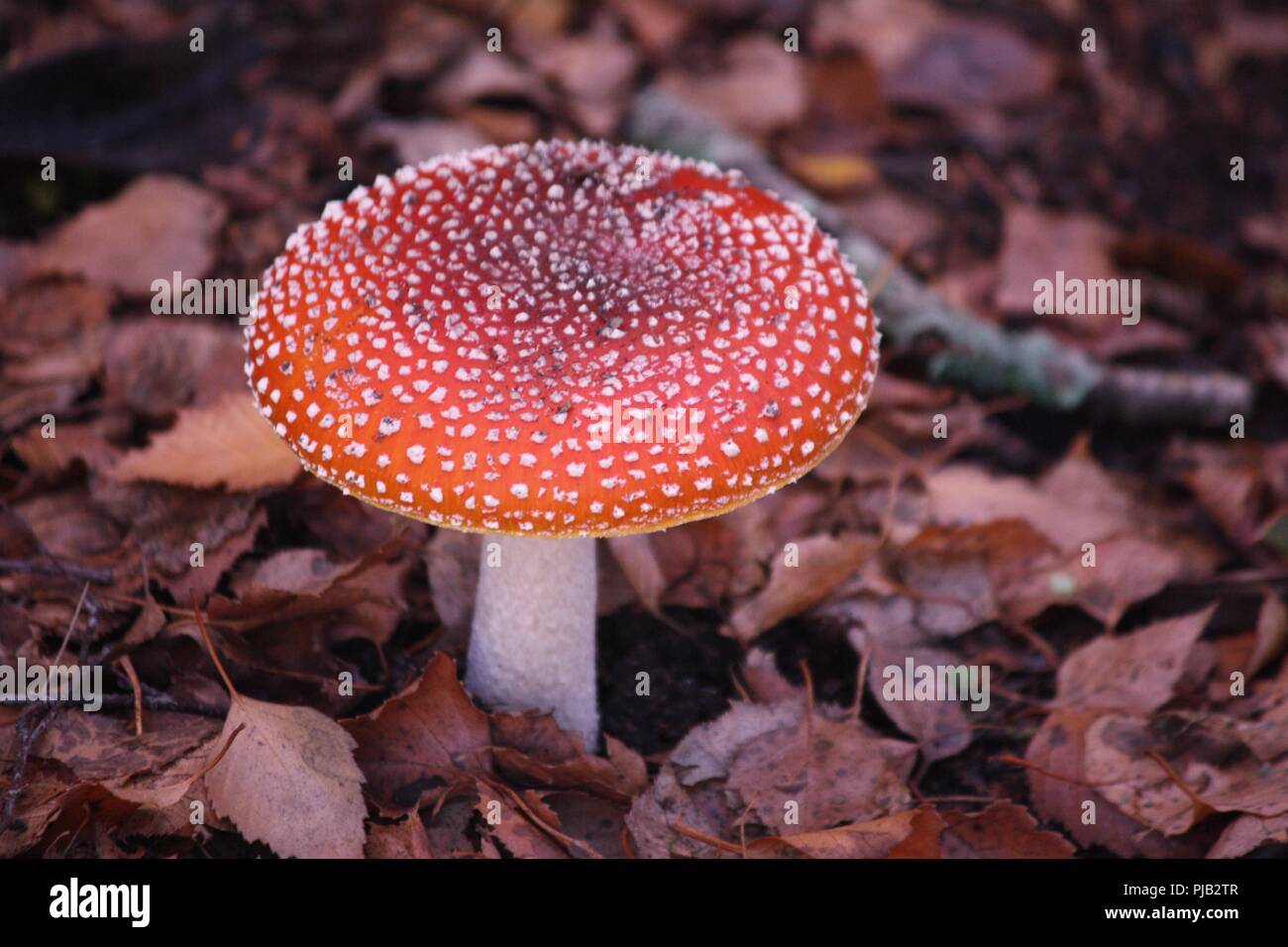 Toadstool in my backyard sitting  amongst the fallen leaves and twigs  from the season's Autumn shedding, this rosey red cap is beautiful. Stock Photo