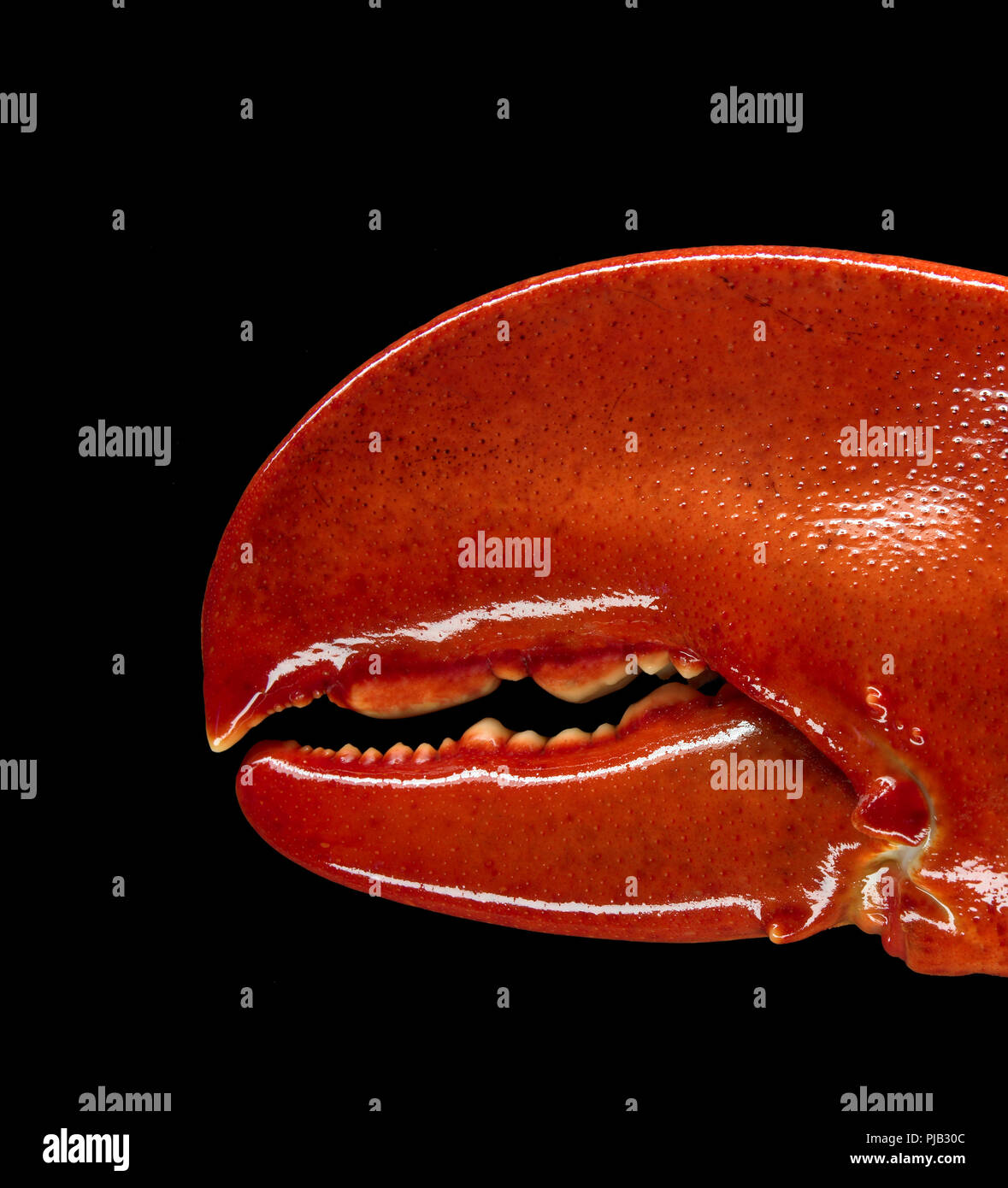 Lobster claw detail hi-res stock photography and images - Alamy