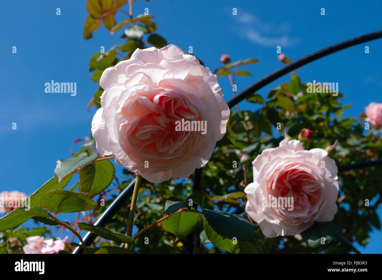 Pink Shropshire Lad roses in full bloom on a sunny summer day. Stock Photo