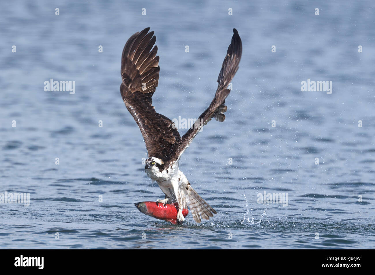 An osprey flies off with a kokanee salmon after catching it in Hayden