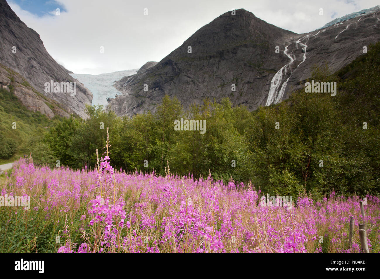 Flowers with Briksdalbreen Stock Photo