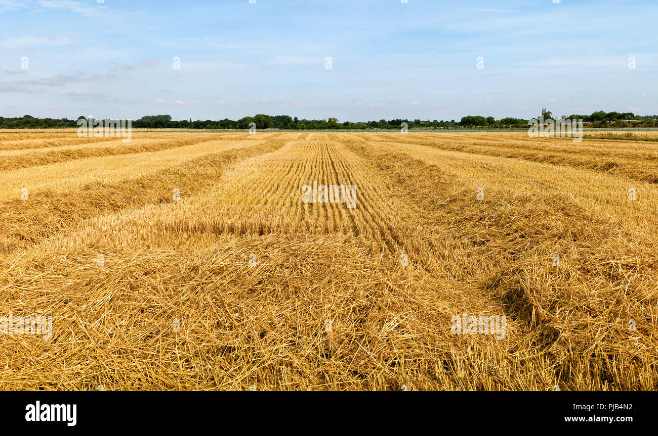 View across wheat field after reaping and threshing under blue sky and
