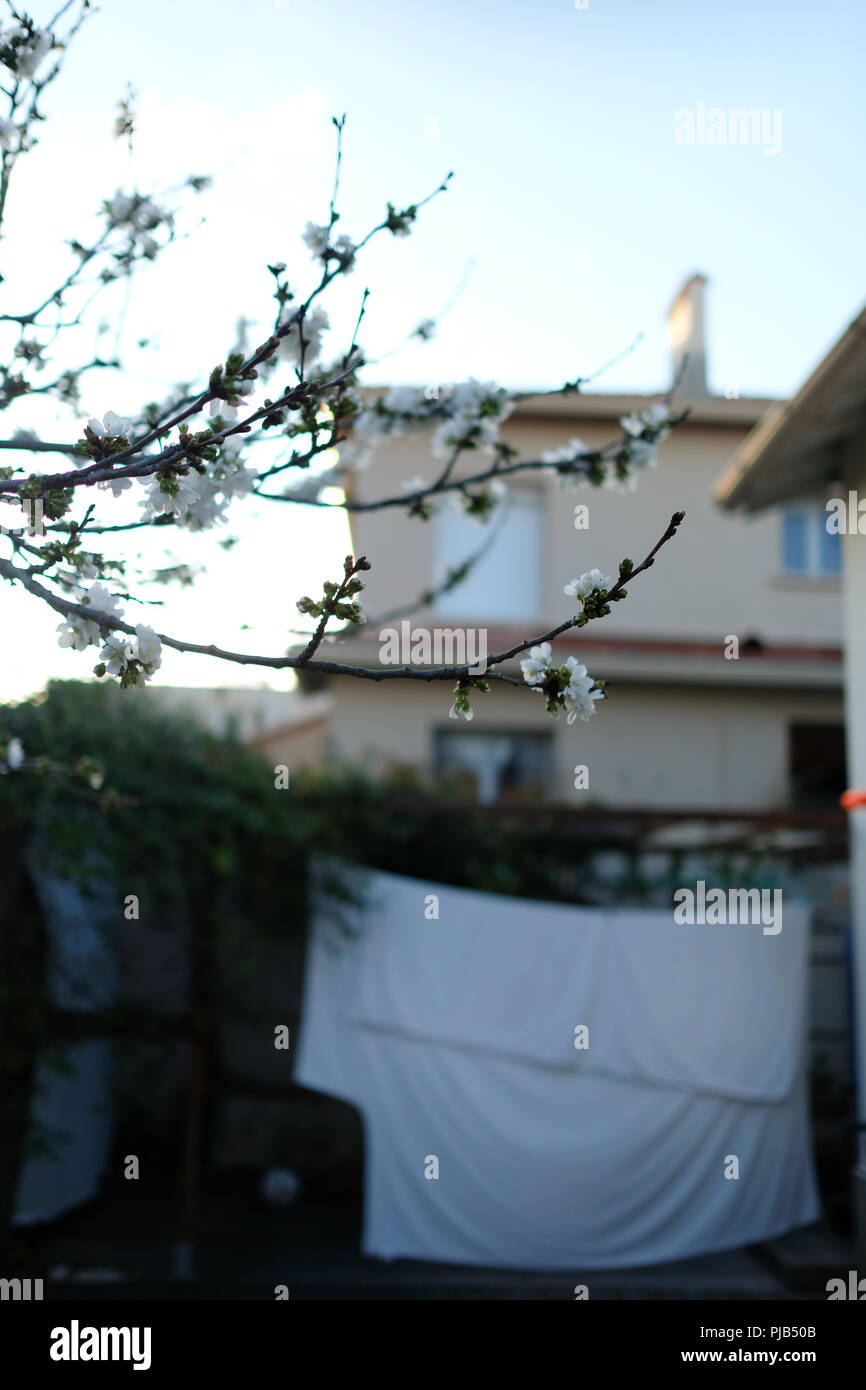 a close up of a cherry buds blossoming on cheery tree in a garden with the house and a washing line with drying duvet cover in the background Stock Photo