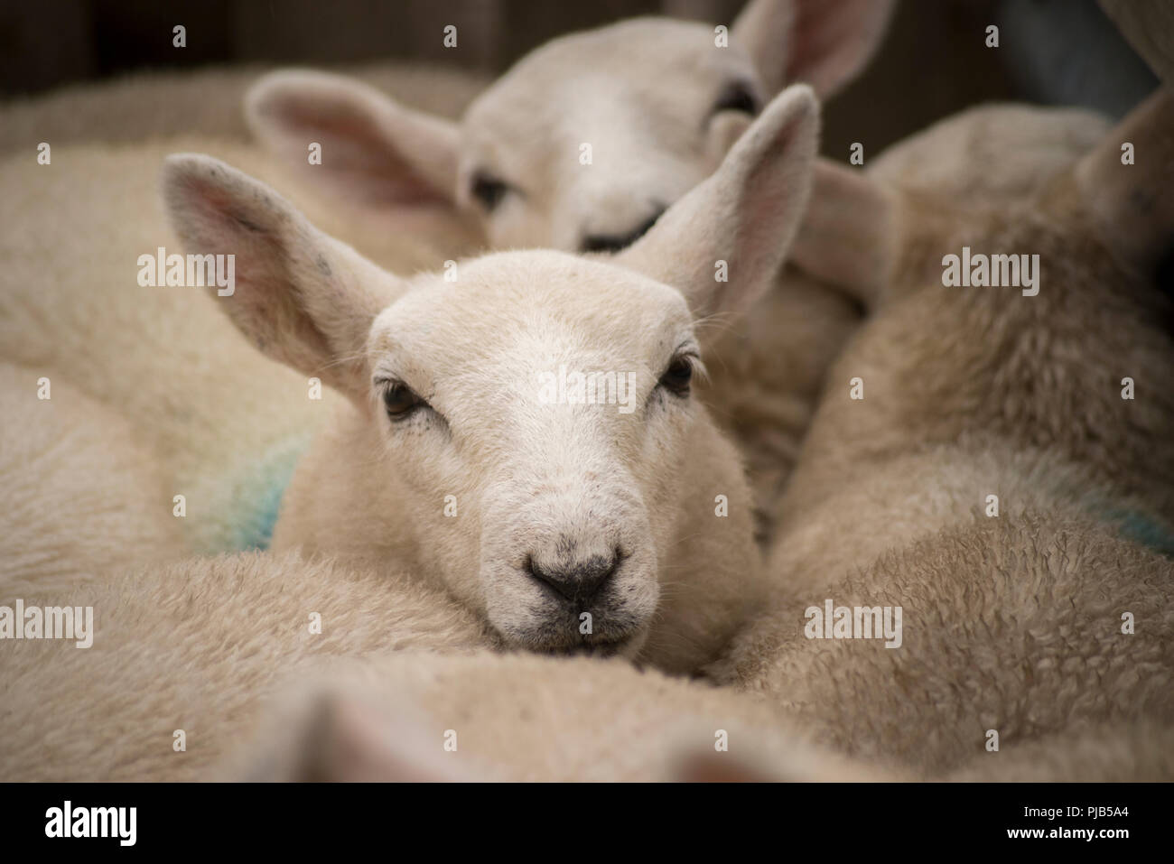 North Country Cheviot Lambs in pen before heading off to sale in Dingwall  Auction Mart Stock Photo