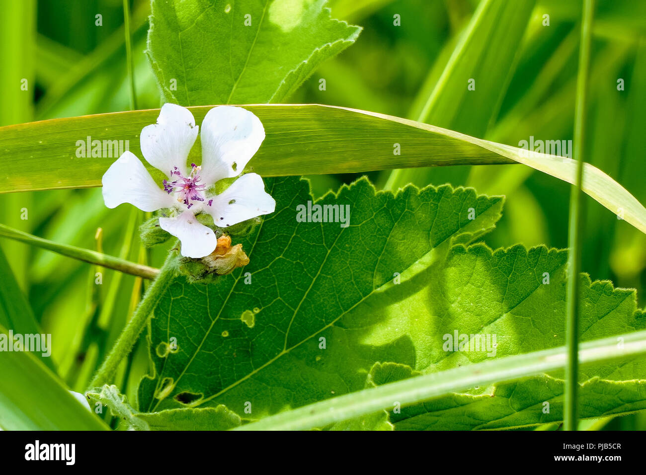 White wild flower of forest mallow Stock Photo