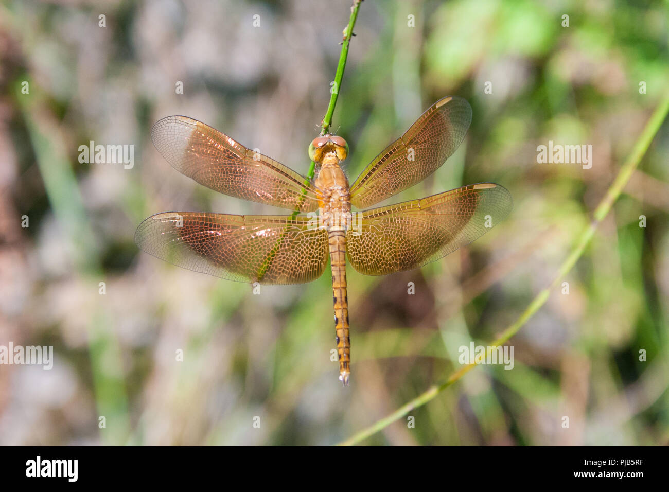 Close-up of a young male Grasshawk dragonfly (Neurothemis fluctuans). It has all the markings of the adult and the beautiful colouration to the wings,... Stock Photo