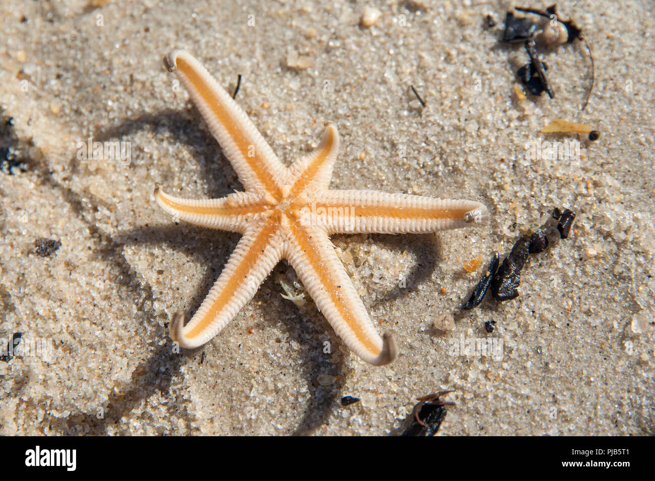Close -up bottom view of a starfish stranded on the beach of Batu Ferringhi on Penang Island, Malaysia. Stock Photo