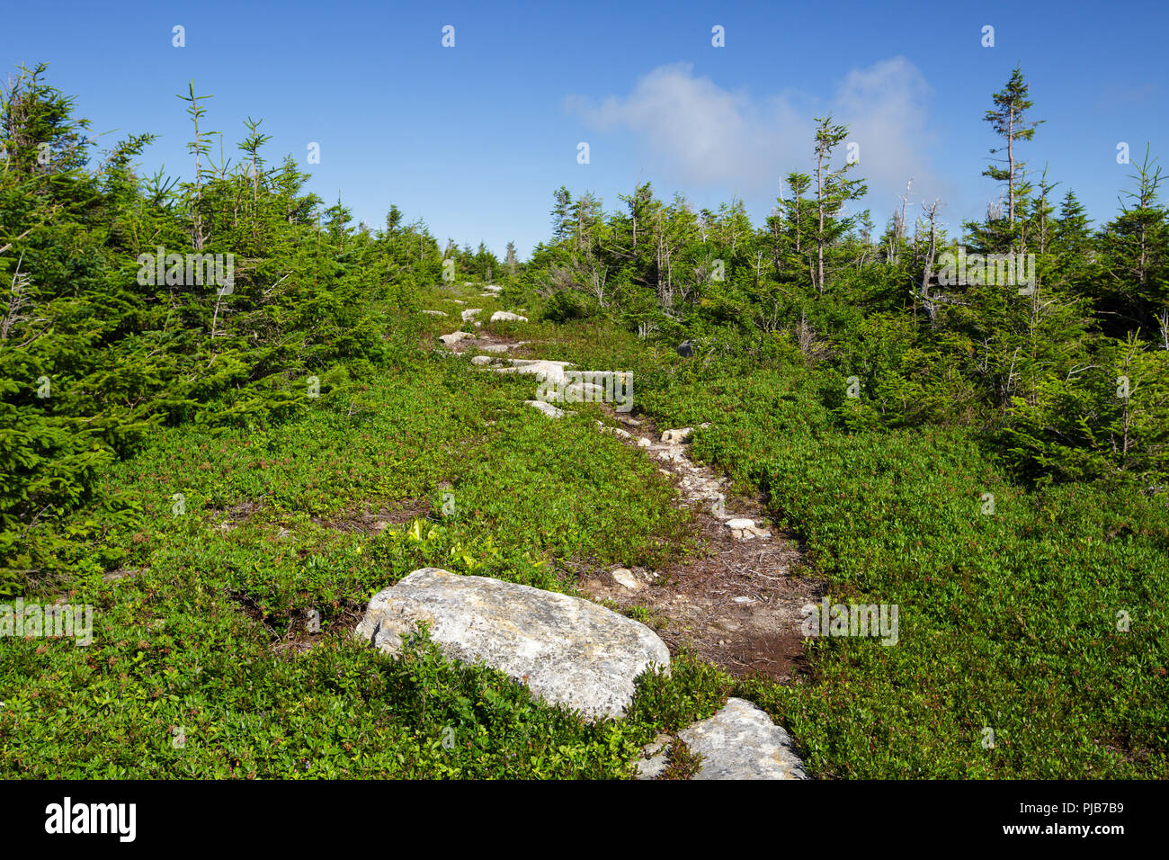 The Mittersill-Cannon Trail on Mittersill Mountain in the White Mountains of New Hampshire during the summer season. Stock Photo