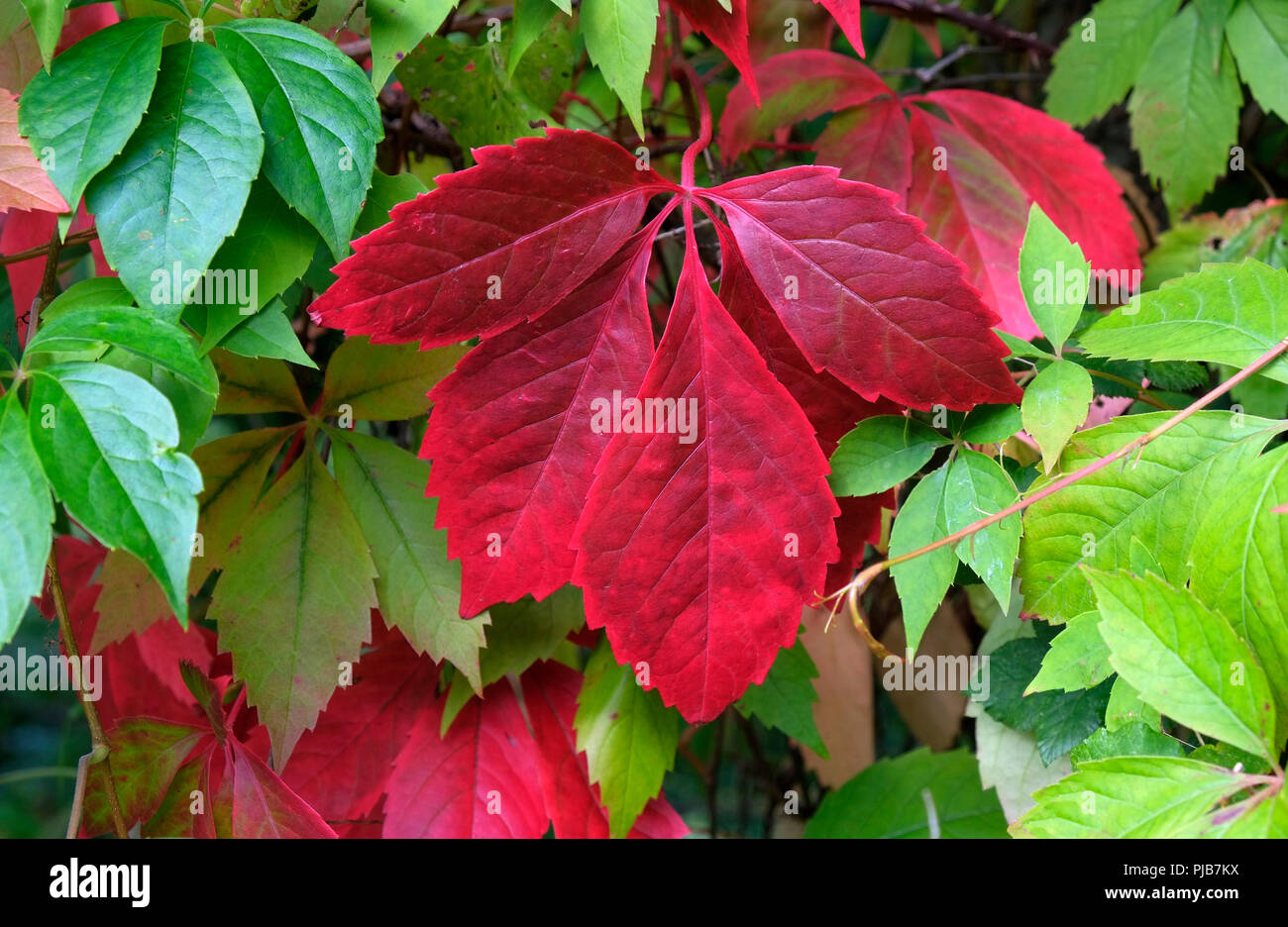 Red leaves in September in an English hedgerow herald the start of Autumn Stock Photo