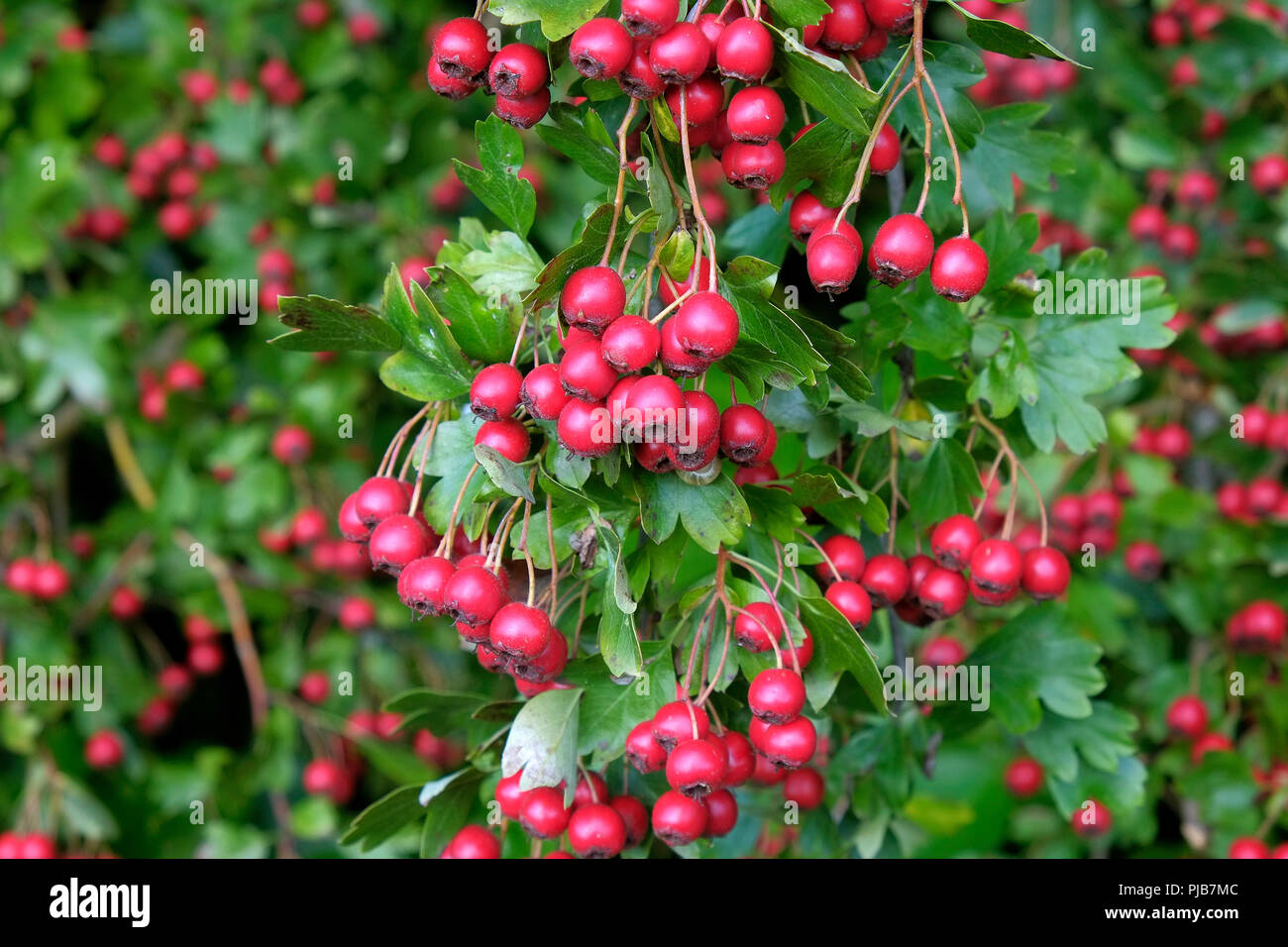 White bird with red berries hi-res stock photography and images - Alamy