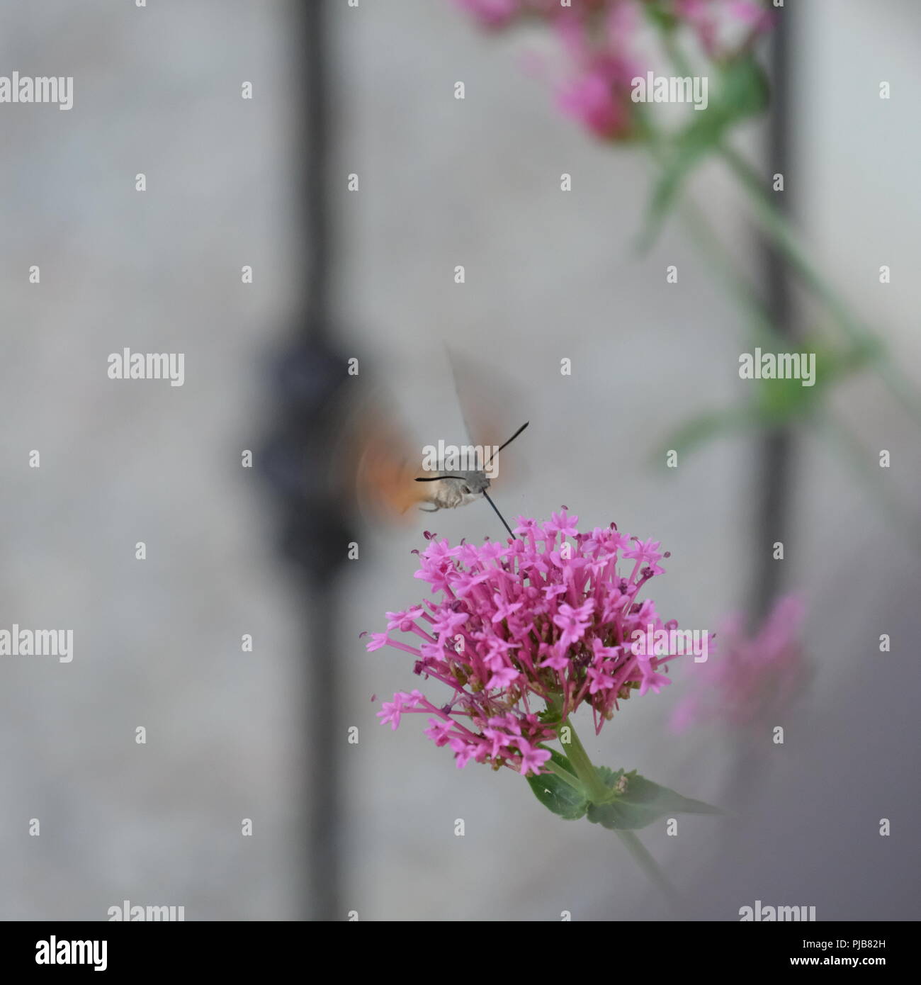 Hummingbird hawk moth nectar hi-res stock photography and images - Alamy