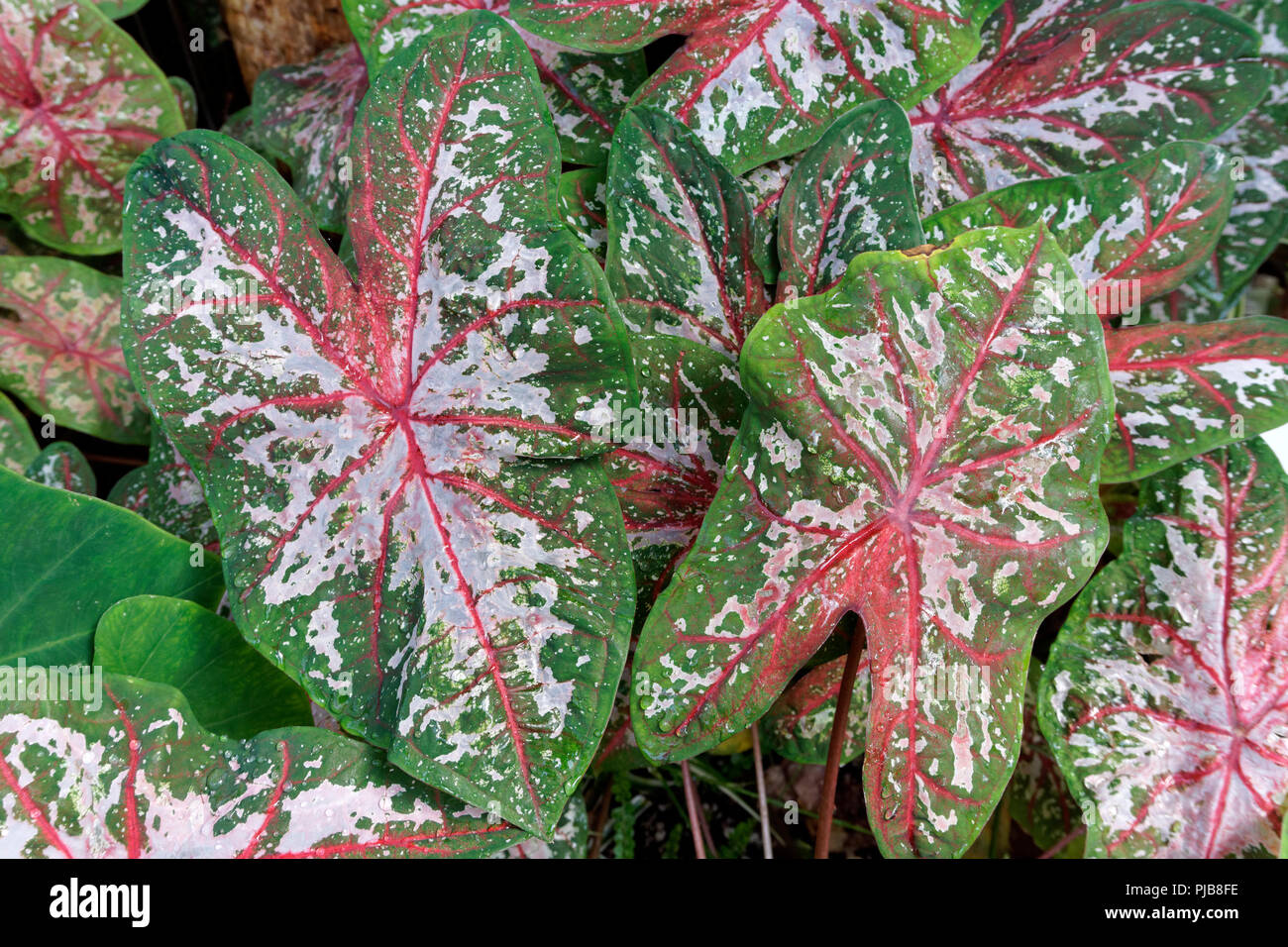 Close-up of the green, red, and white decorative leaves of a Caladium plant hybrid Stock Photo