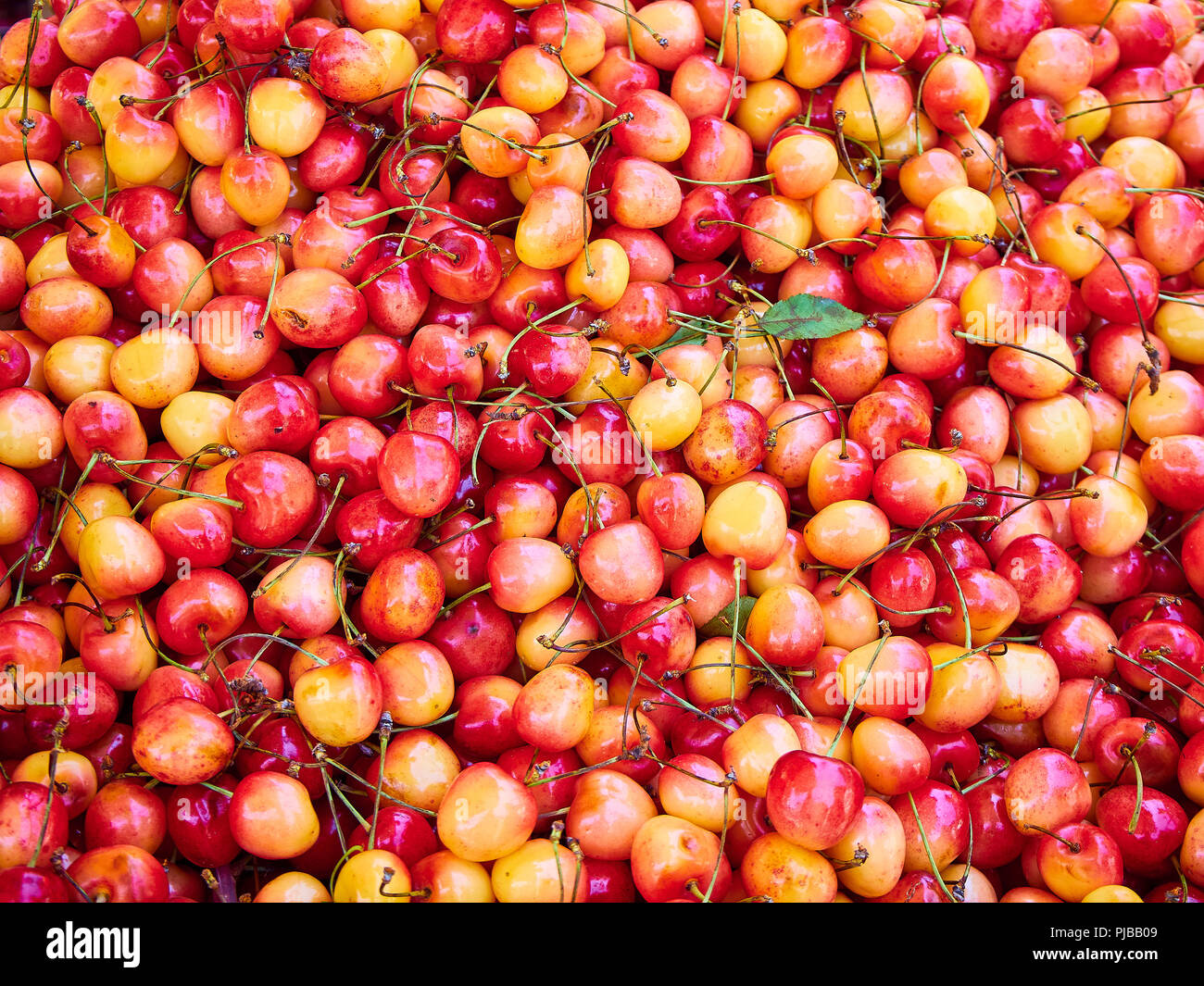 Red and yellow Rainier Cherries background. Stock Photo