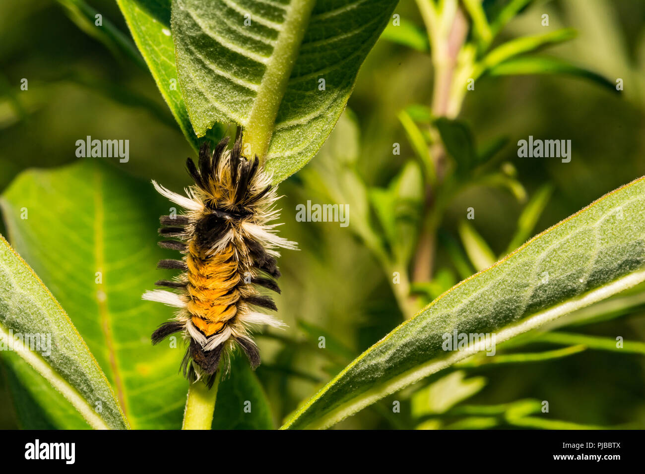 Milkweed Tussock Moth Caterpillar (Euchaetes egle) Stock Photo