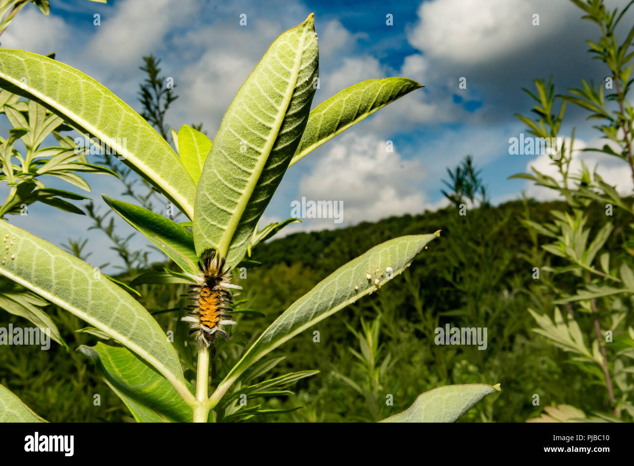 Milkweed Tussock Moth Caterpillar (Euchaetes egle) Stock Photo