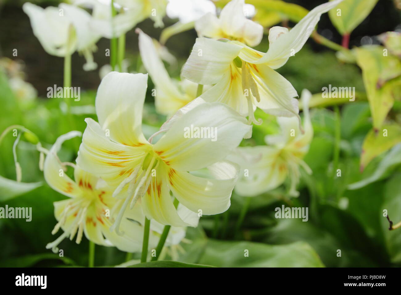 Erythronium californicum 'White Beauty' flowering in an English garden in spring, UK Stock Photo