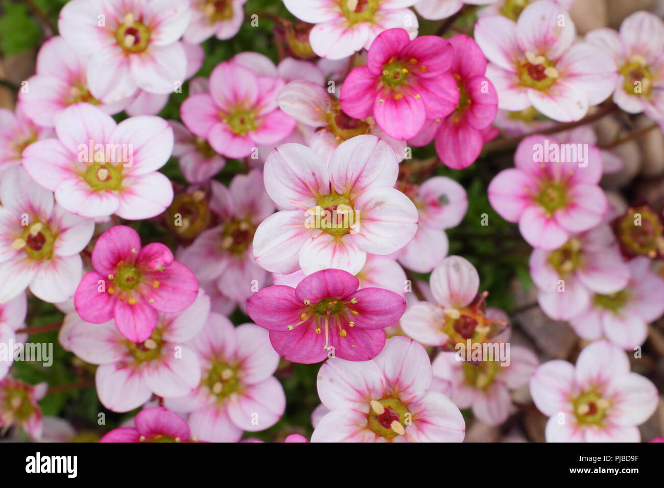 Saxifraga arendsii 'Highlander'. Pink form alpine plant in flower in spring garden, UK Stock Photo