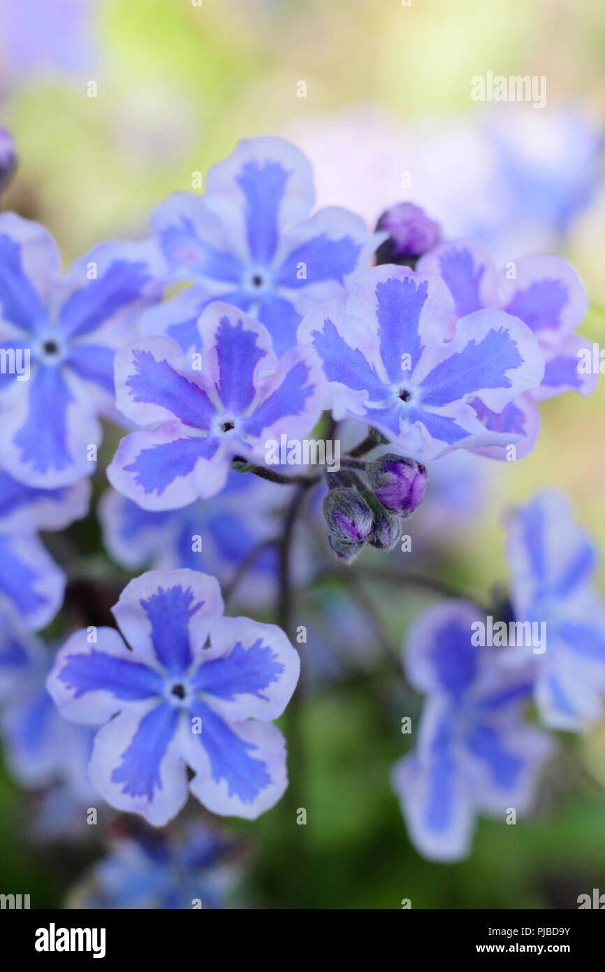 Omphalodes cappadocica 'Starry Eyes'.Cappadocian navelwort 'Starry Eyes'in flower in May, UK Stock Photo