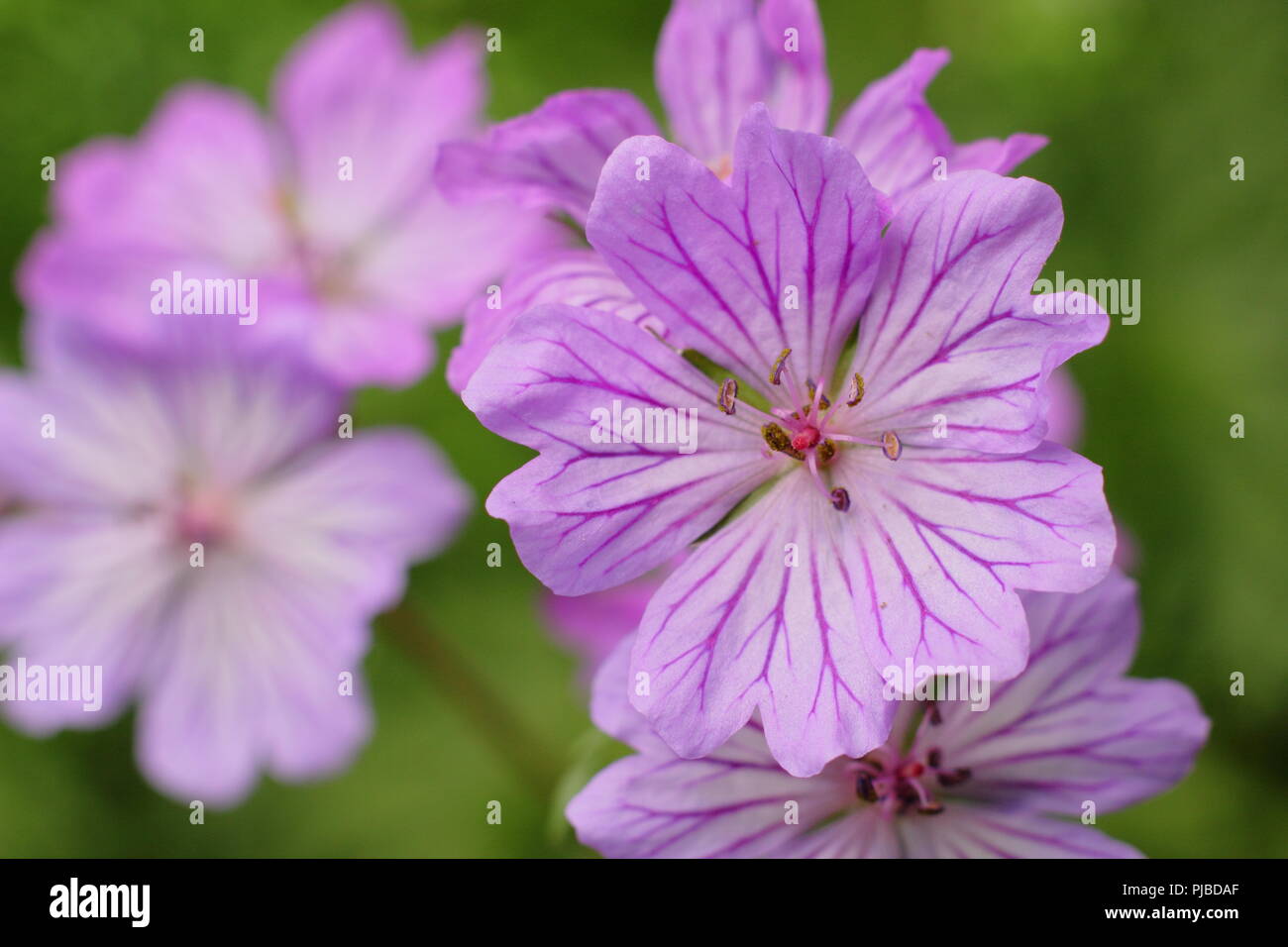 Geranium tuberosum. Tuberous rooted cranesbill in flower in early summer in an English garden, UK Stock Photo
