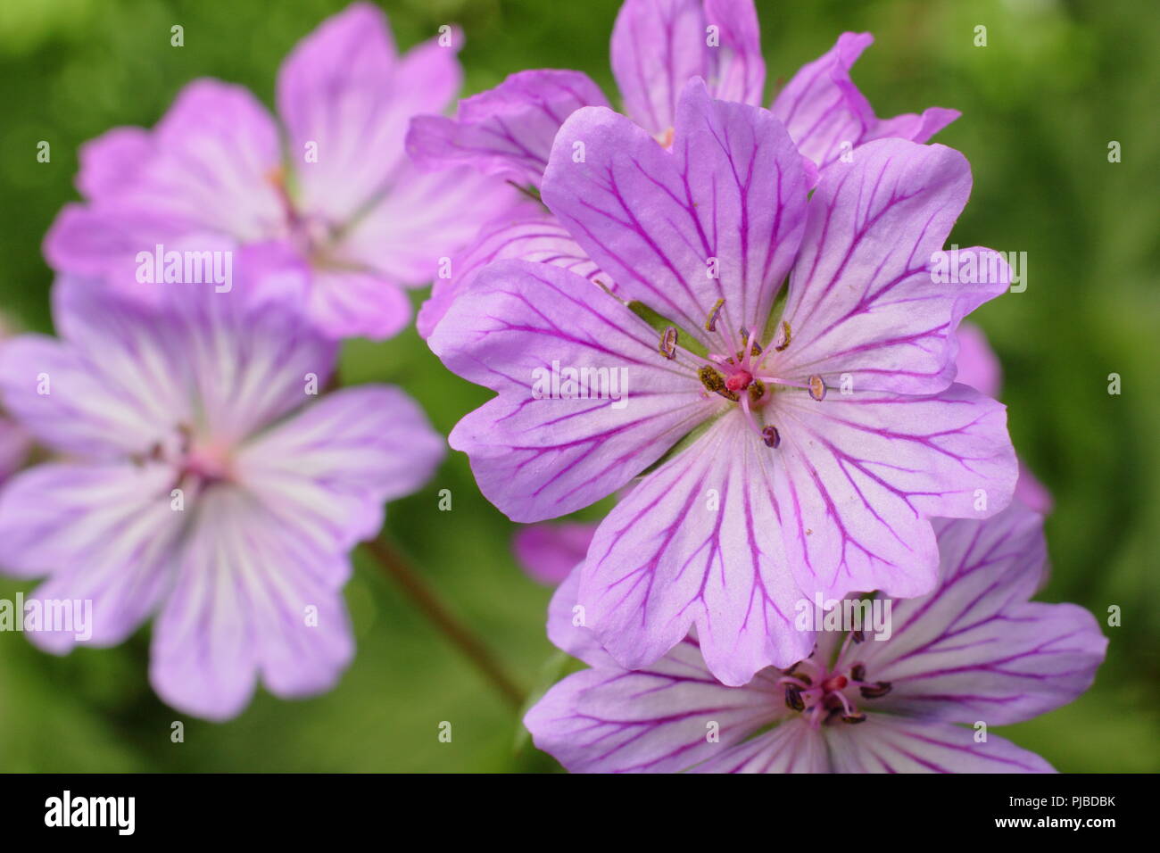 Geranium tuberosum. Tuberous rooted cranesbill in flower in early summer in an English garden, UK Stock Photo