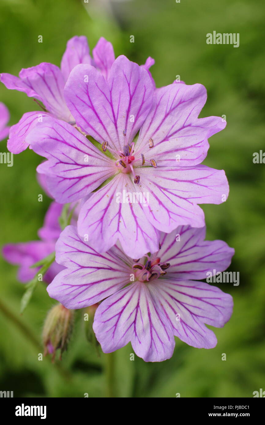 Geranium tuberosum. Tuberous rooted cranesbill in flower in early summer in an English garden, UK Stock Photo