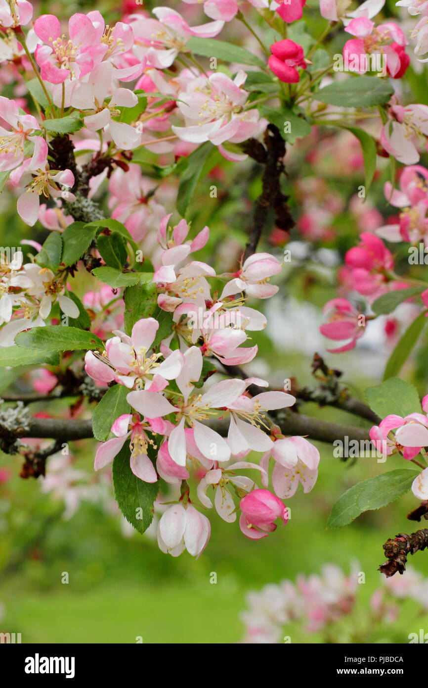Malus × floribunda. Japanese crab apple blossom, May, UK showy crab
