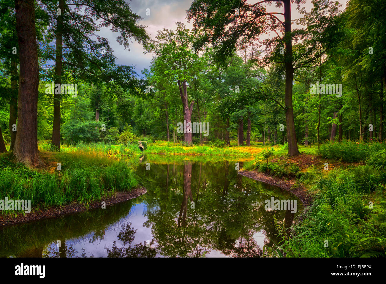 Park lit by the summer sun Stock Photo - Alamy