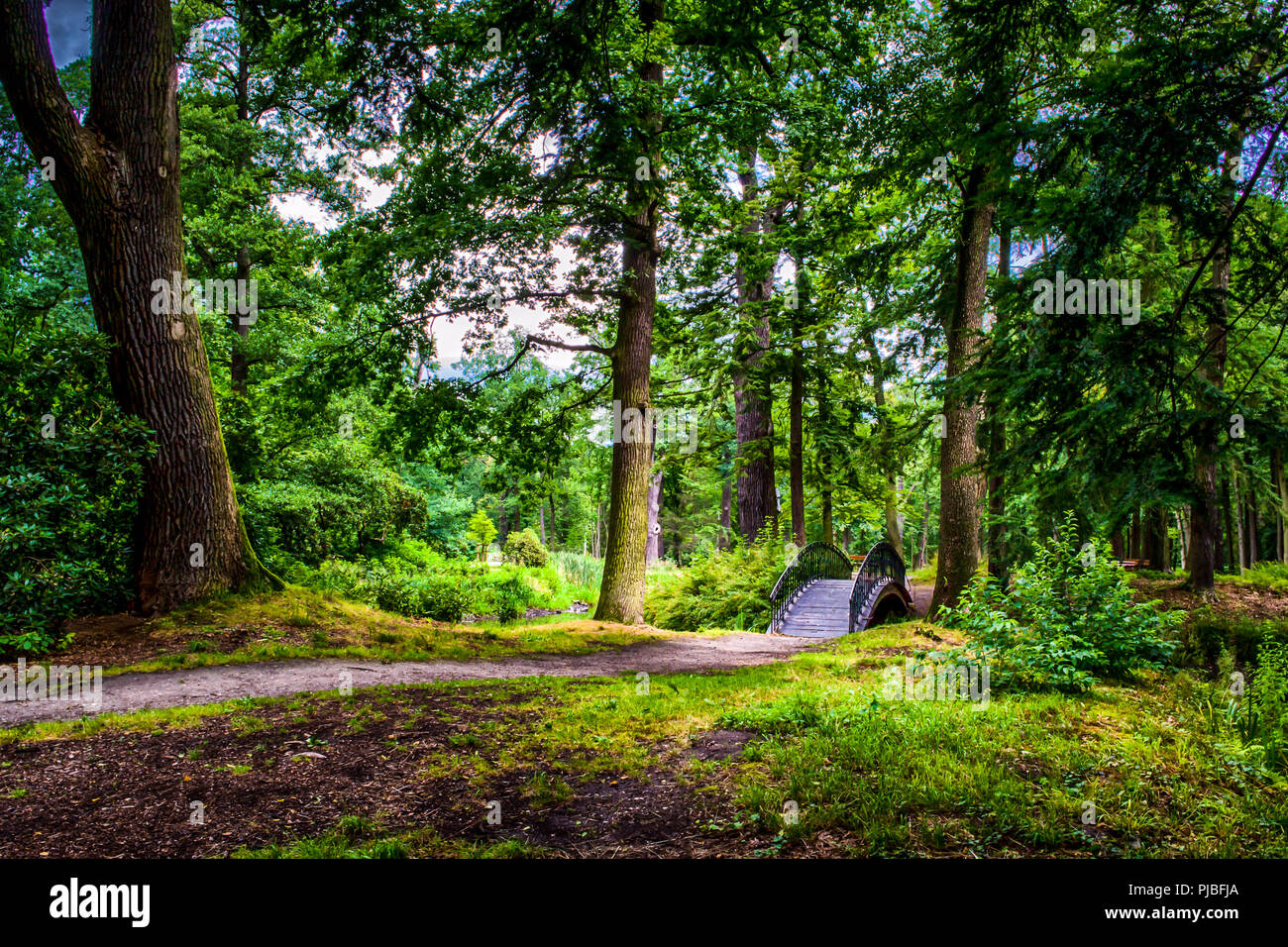 Park lit by the summer sun Stock Photo - Alamy