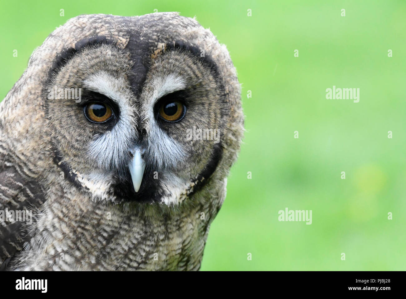 OWL (Eagle owl portrait) Stock Photo