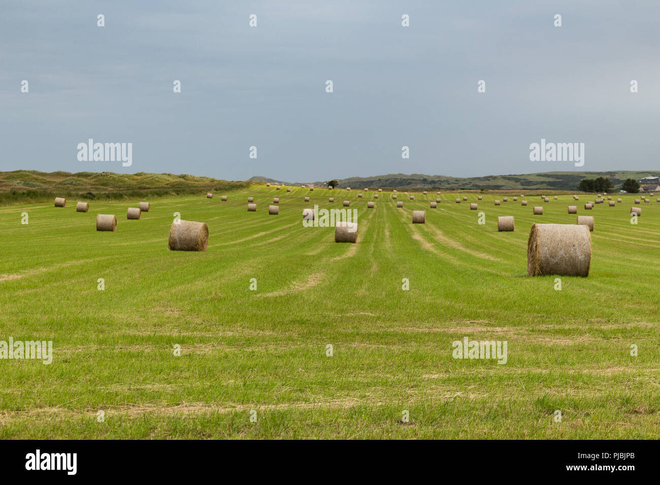 Hay-bales in a field on the outskirts of Newburgh, Aberdeenshire, Scotland. Stock Photo