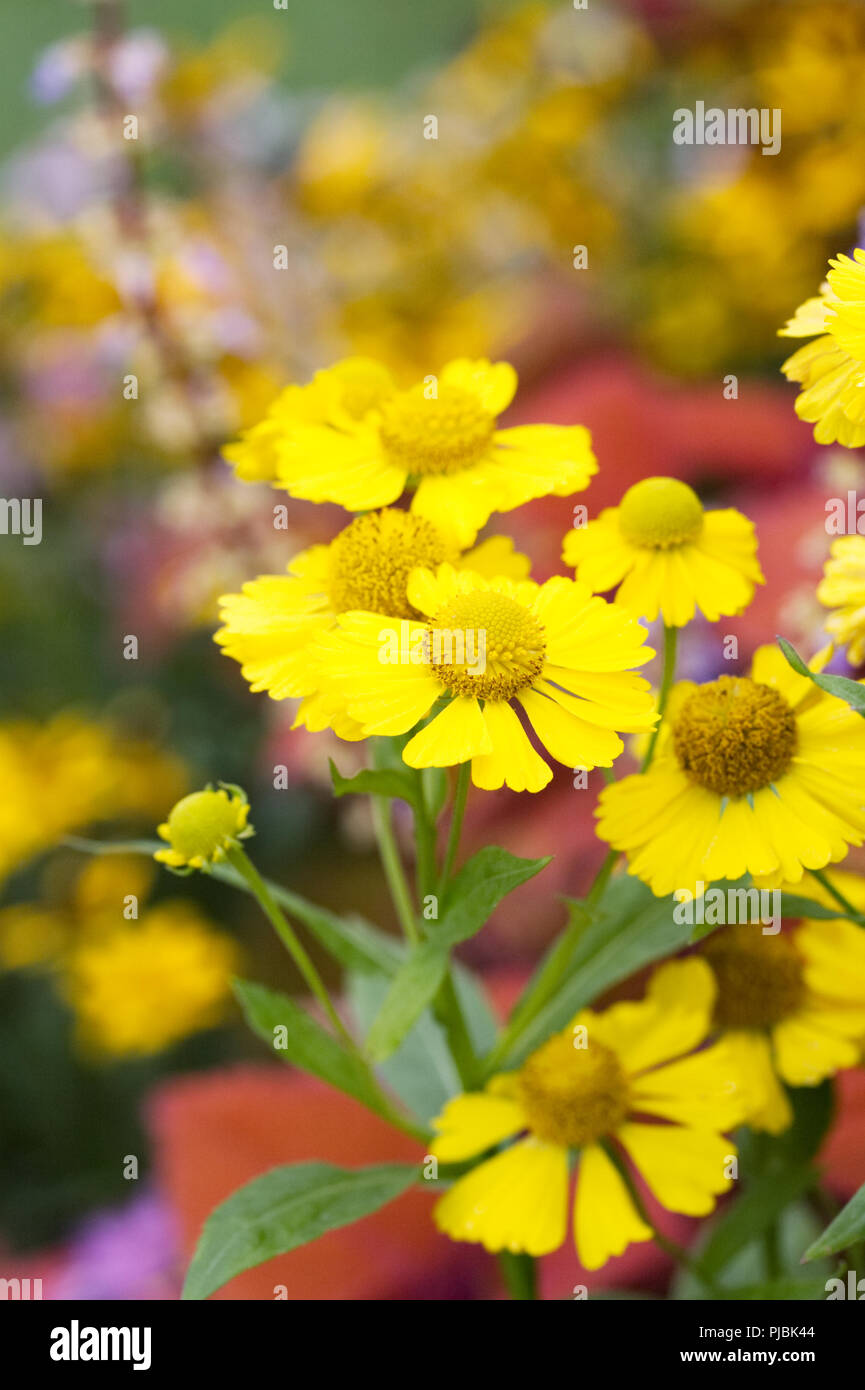 Helenium 'Kanaria' flowers. Stock Photo