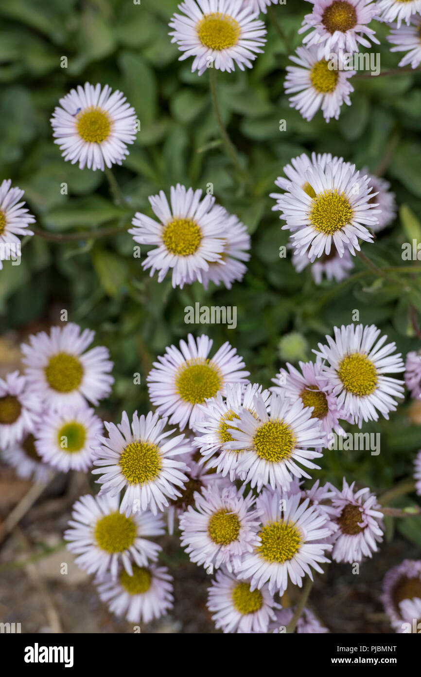 Marguerite daisies, white petals yellow stamens, asters, Paris daisies