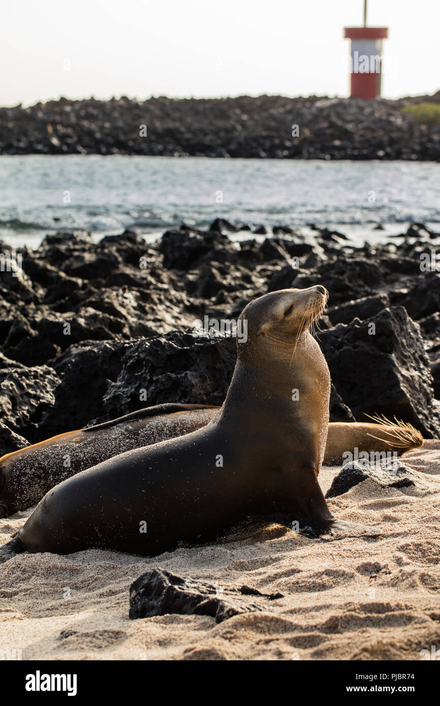Galapagos Sea Lion on beach. San Cristobal, Galapagos, Ecuador Stock Photo