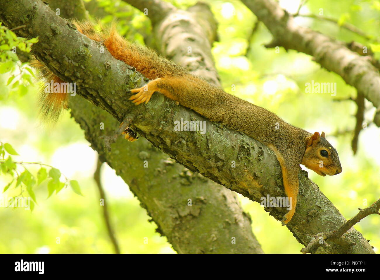 Male squirrel lounging on a tree limb while enjoying the sunshine in the afternoon. Stock Photo