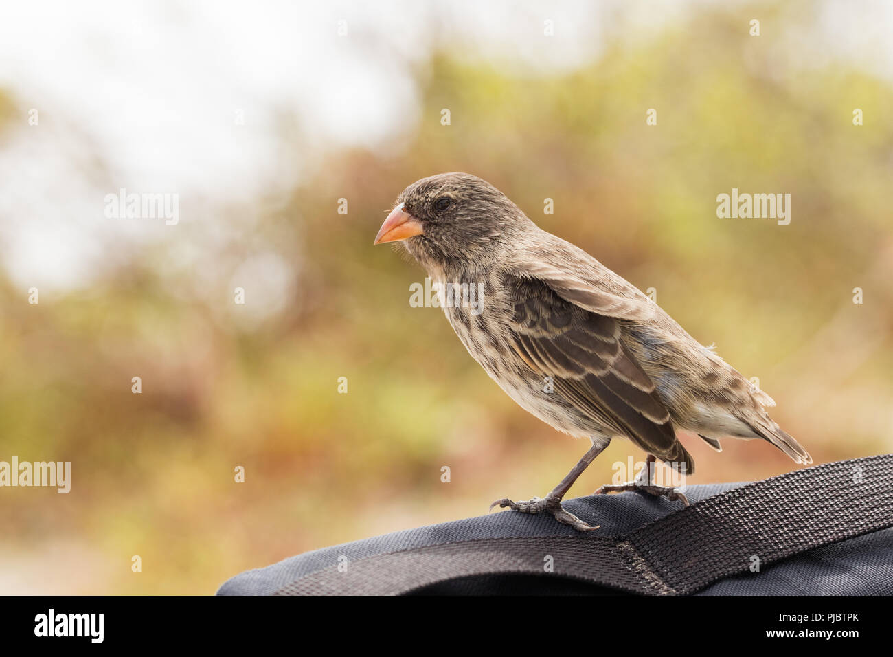 Galapagos Finch (also commonly referred to as Darwin Finches). La Loberia beach. San Cristobal. Galapagos. Ecuador Stock Photo