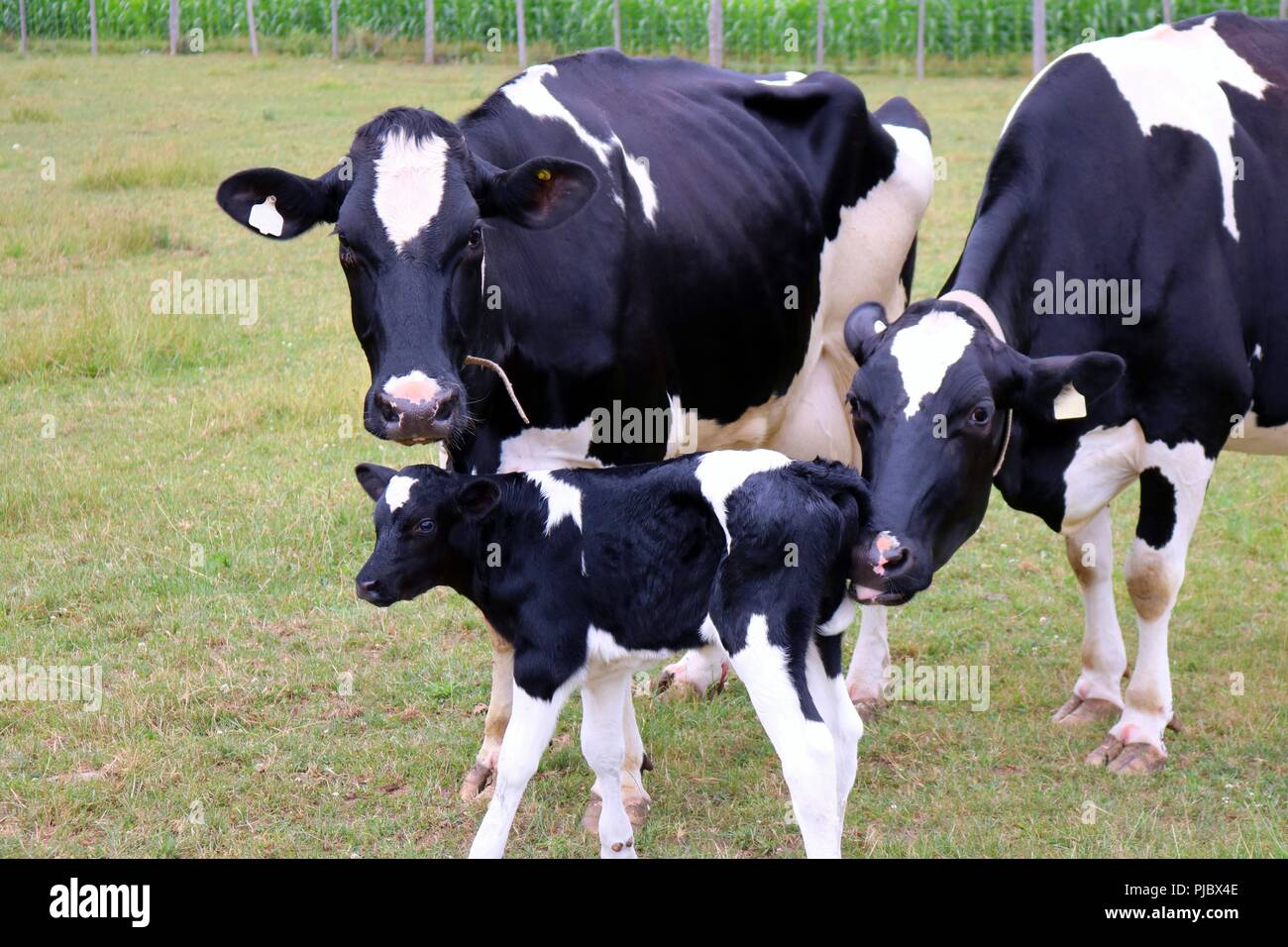 Holstein Cows Calf Stock Photos Holstein Cows Calf Stock Images