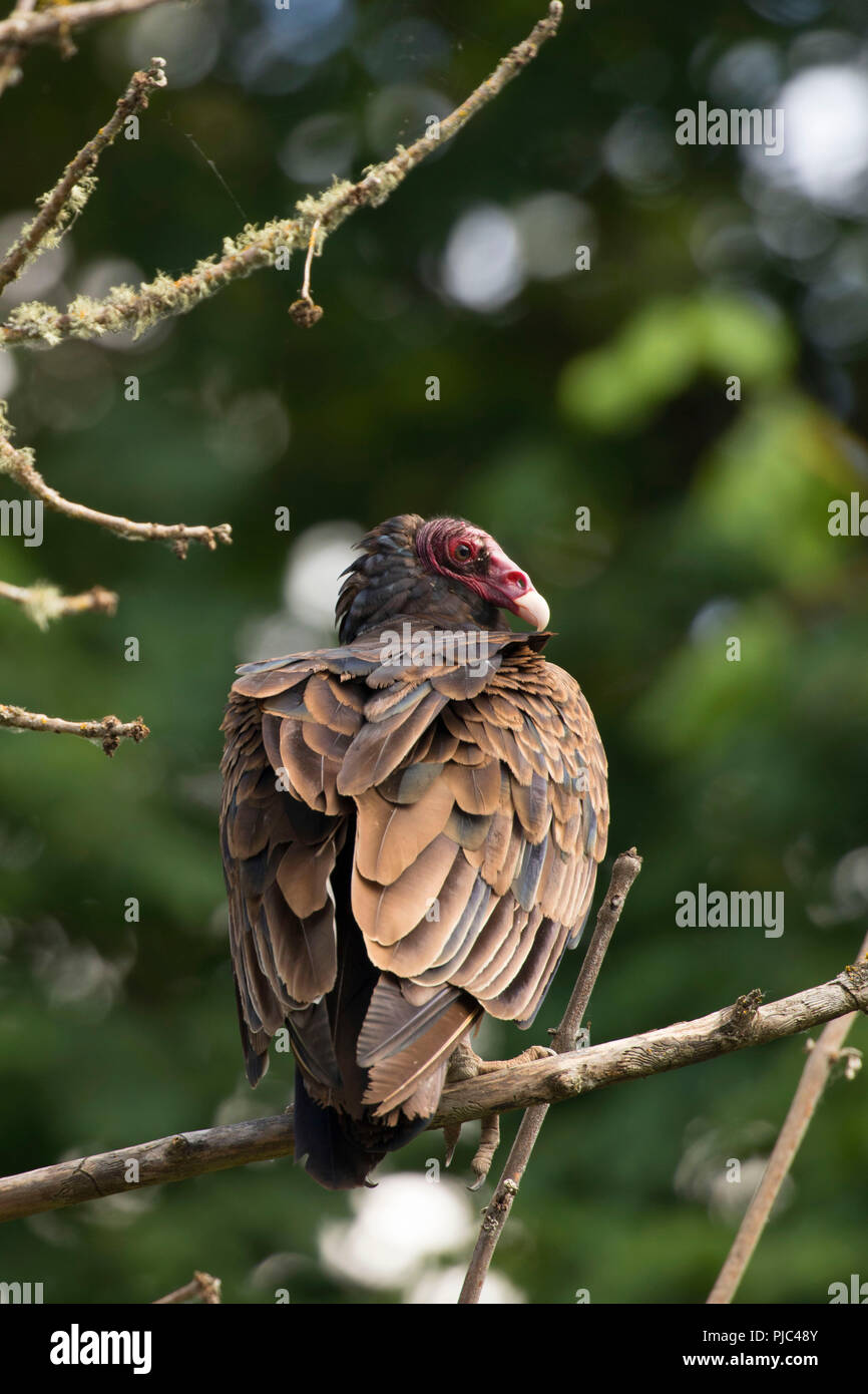 Turkey vulture, Luckiamute Landing State Park, Oregon Stock Photo Alamy