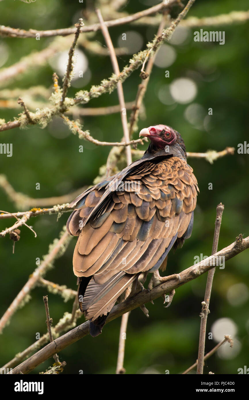 Turkey vulture, Luckiamute Landing State Park, Oregon Stock Photo Alamy