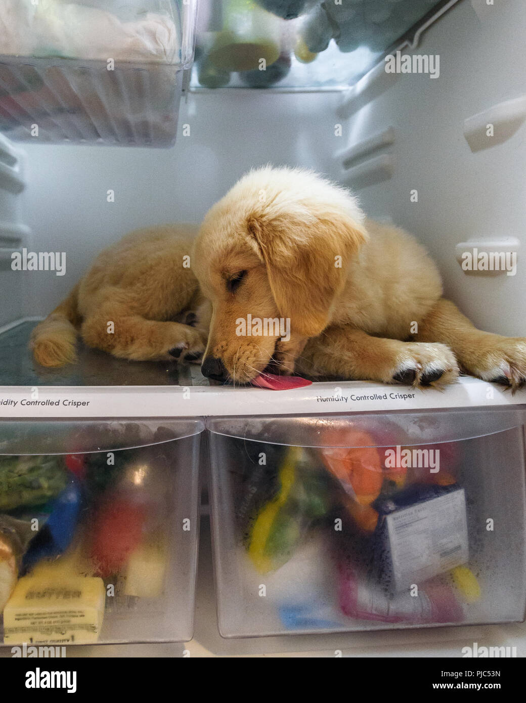 Huntington Beach, CA. Golden retriever puppy at home beating the summer heat in Huntington Beach, CA on July 29, 2018. Credit: Benjamin Ginsberg Stock Photo