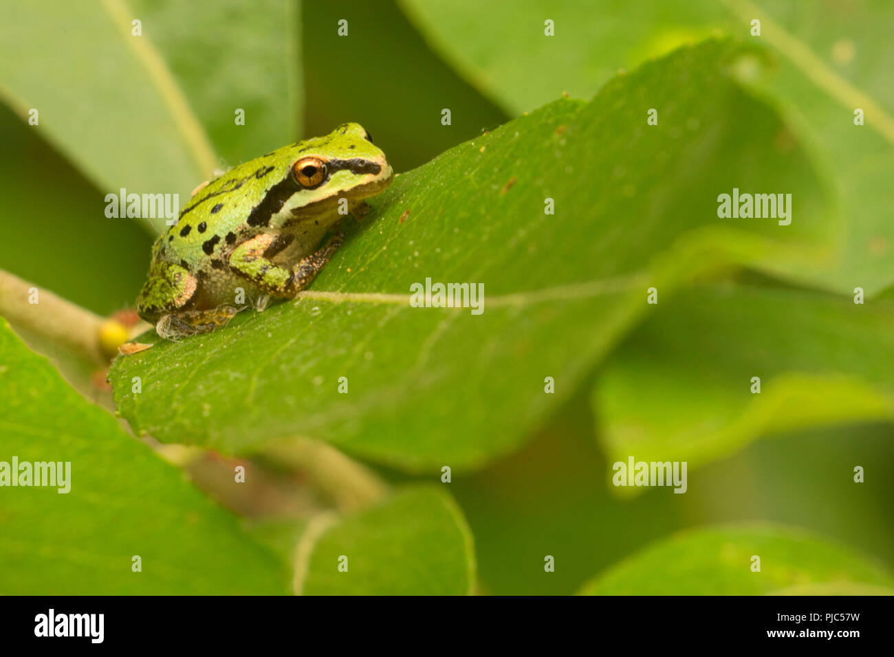 Pacific treefrog at Frog Marsh, Ankeny National Wildlife Refuge, Oregon