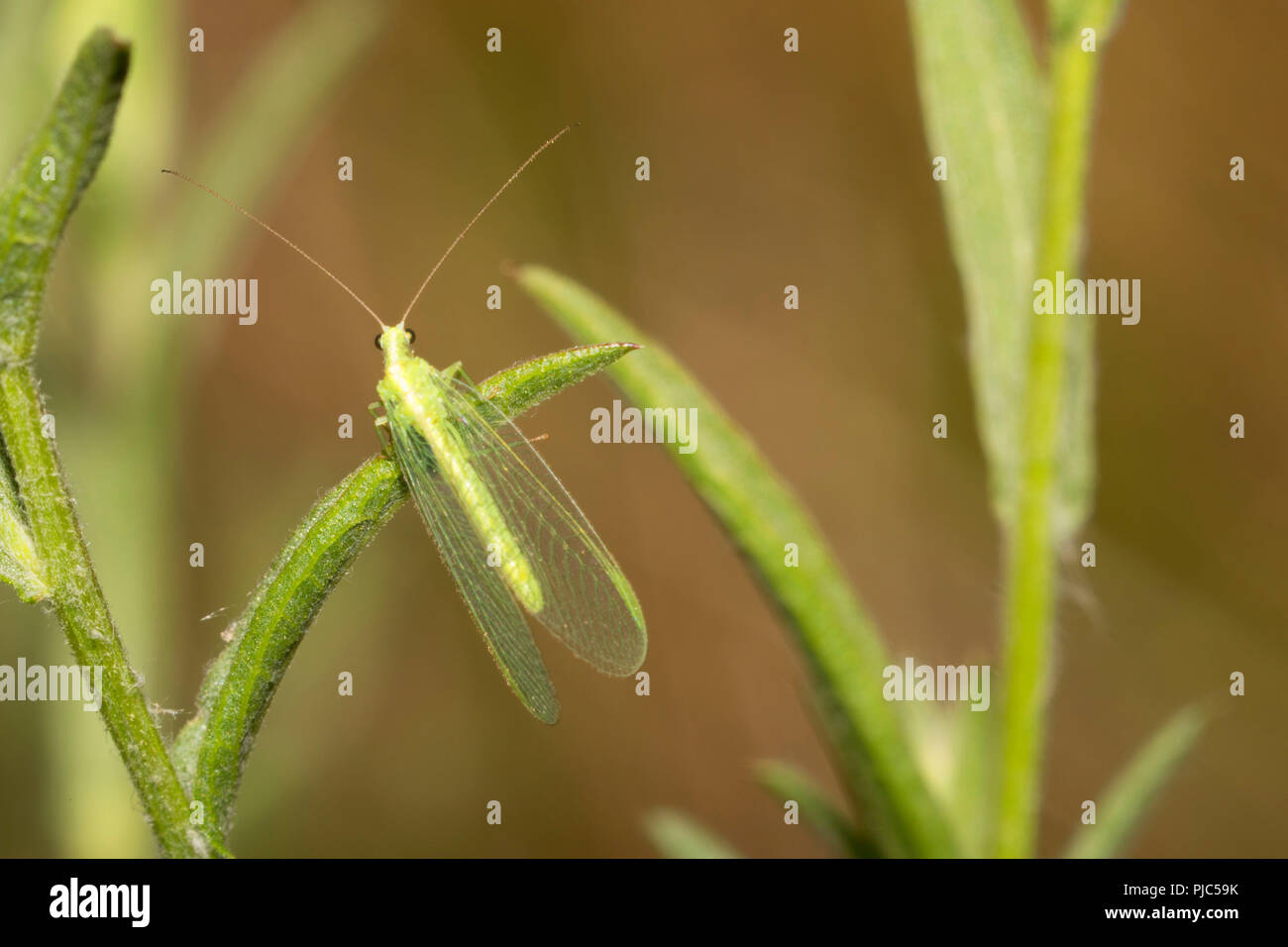 Lacewing, Keizer Rapids Park, Keizer, Oregon Stock Photo Alamy