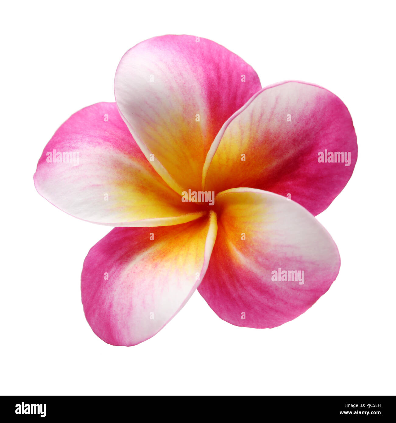 plumeria frangipani flower isolated on white background Stock Photo - Alamy