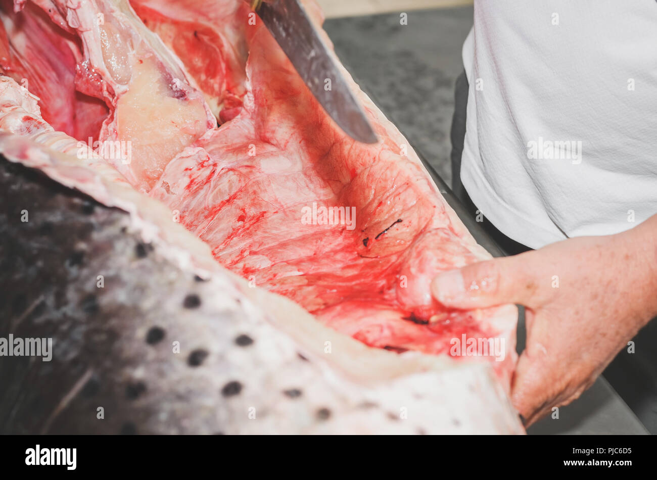 Cleaning the fish and cutting it. Hands of a fishmonger slicing Pintado fish. Pintado fish cutted in half. Brazilian Pintado fish, leather fish with r Stock Photo