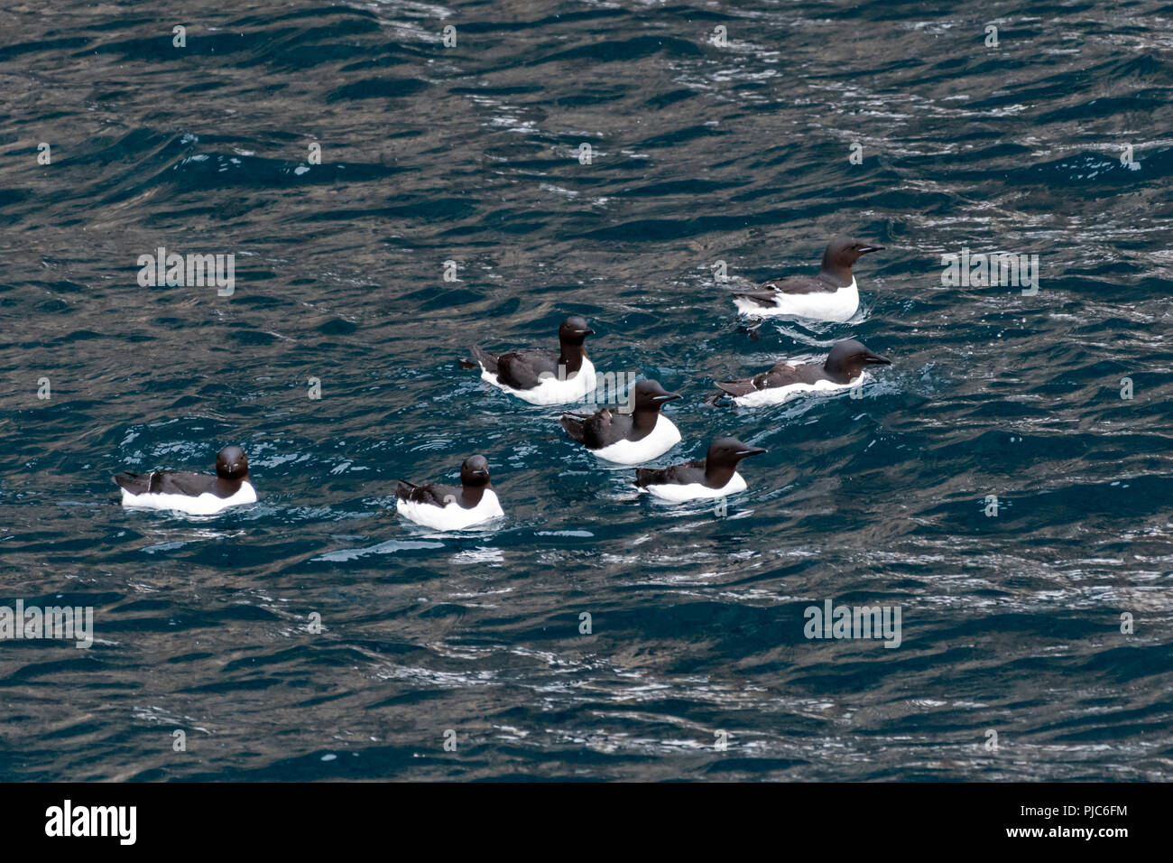 Seven Brünich’s guillemots (Uria lomvia) swimming on the ocean surface off the coast of Svalbard, Norway. Stock Photo