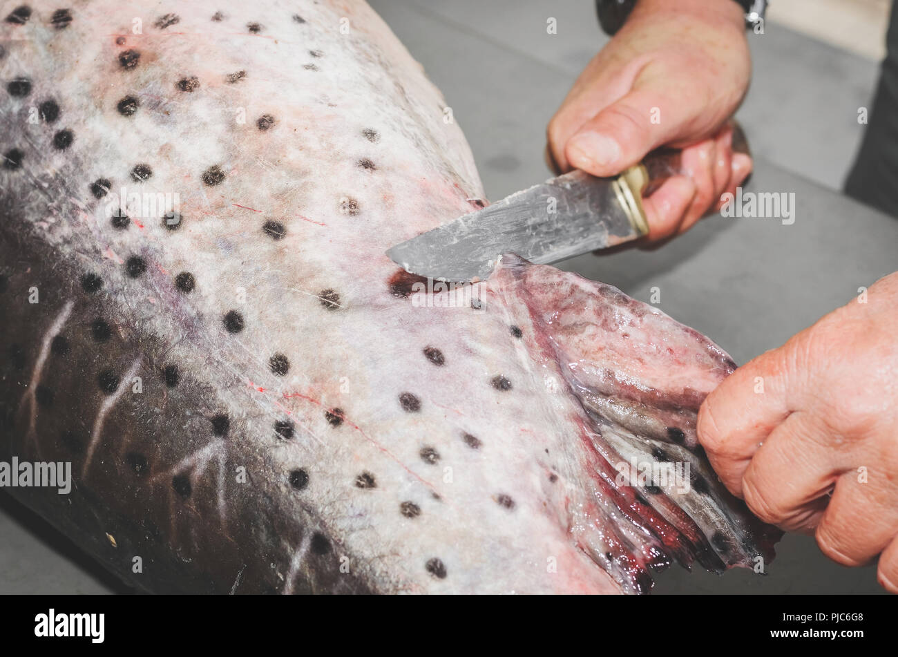 Cutting the fish's fin. Brazilian Pintado fish, leather fish with rounded black spots on the body. Stock Photo
