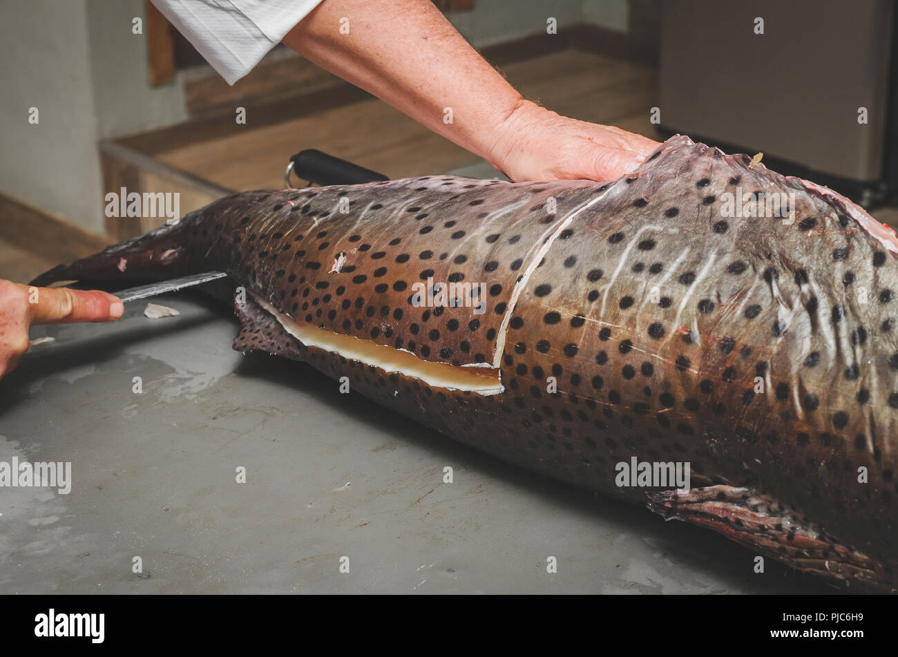 Cleaning the fish and cutting it into pieces. Hands of a fishmonger slicing Pintado fish. Pintado fish cutted in half. Brazilian Pintado fish, leather Stock Photo