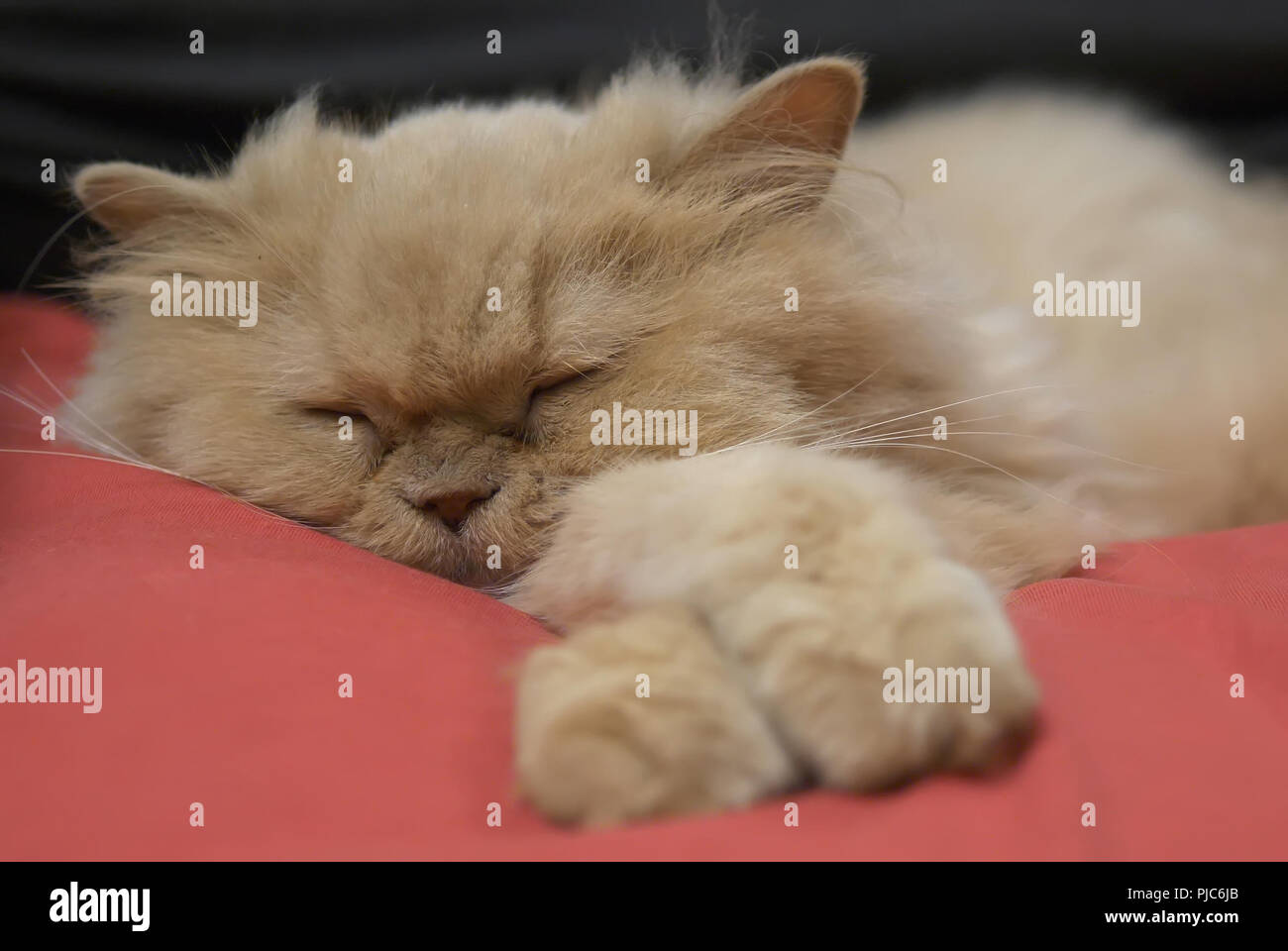 Motion of sleepy persian cat on bed Stock Photo