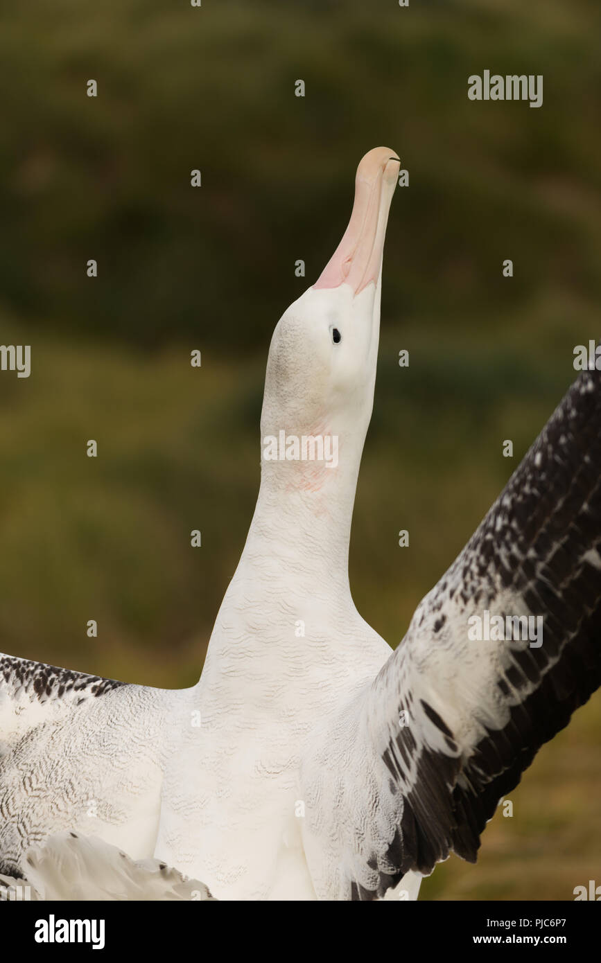 A young male wandering Albatross (Diomedia exulans) sky-calling (displaying) on Bird Island, South Georgia, sub-Antarctic Stock Photo