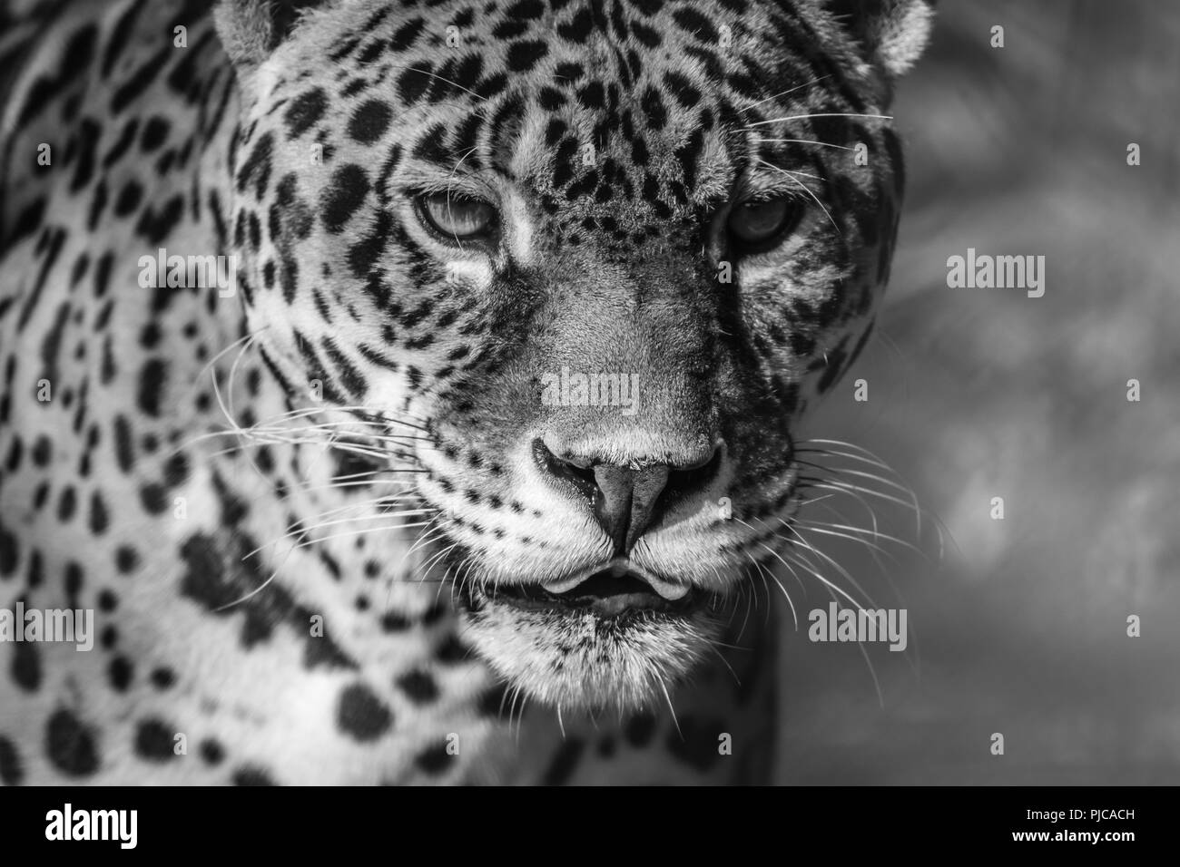 Leopard portrait, Panthera Pardus, bold contast in black and white ...