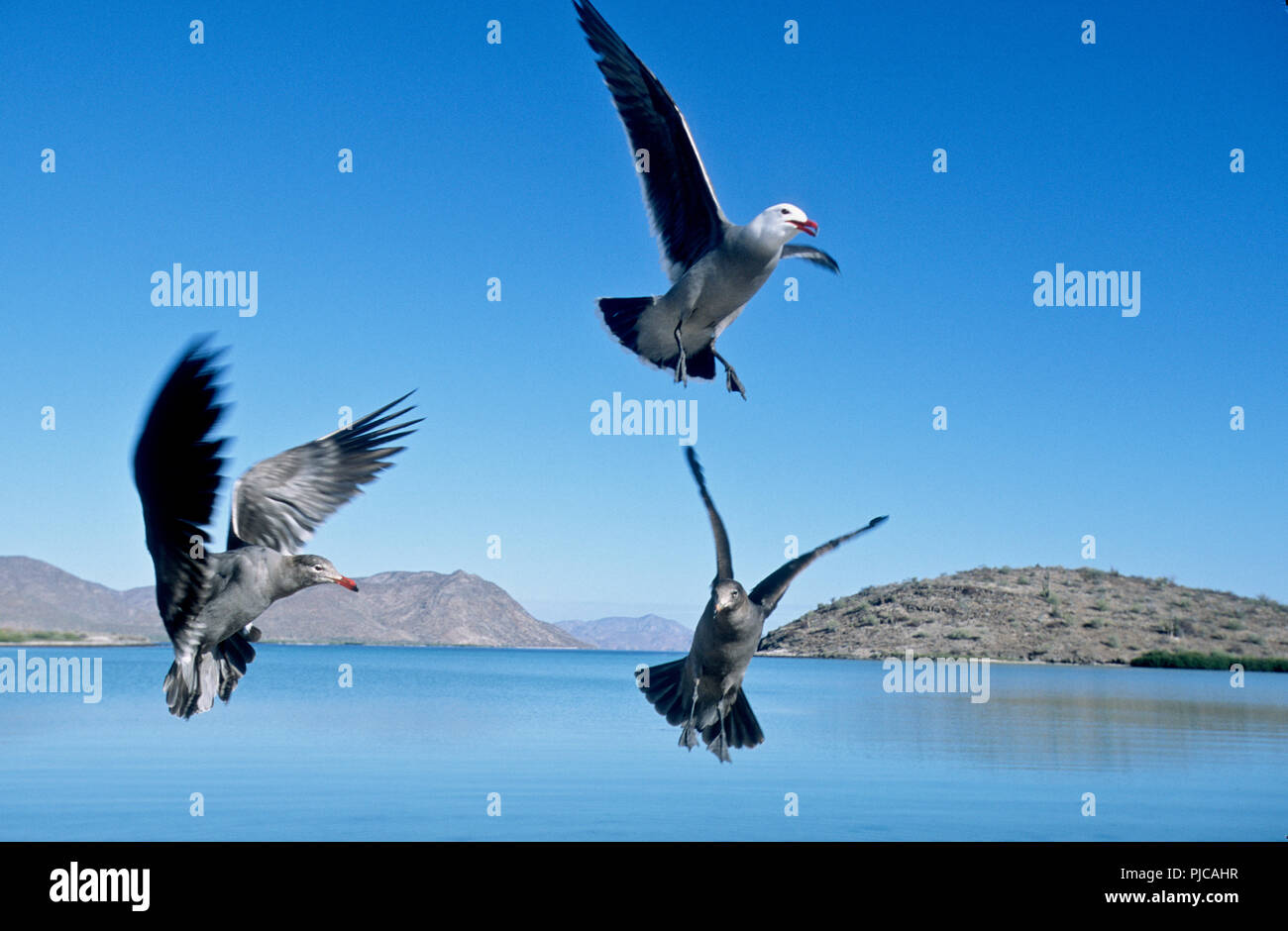 Juvenile and adult Heermann's gulls in flight, Bahia Concepcion, Sea of Cortez, Baja California Sur, Mexico Stock Photo